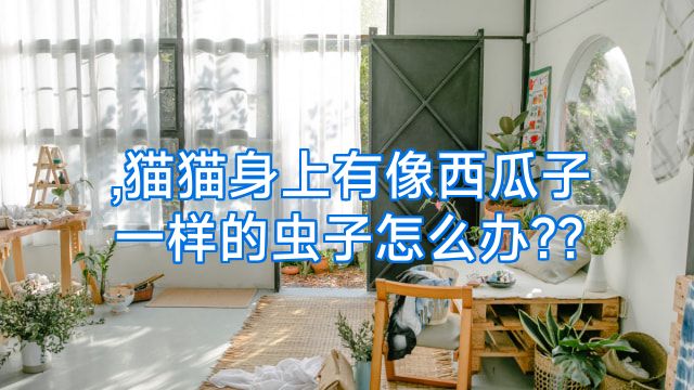 ,猫猫身上有像西瓜子一样的虫子怎么办??
