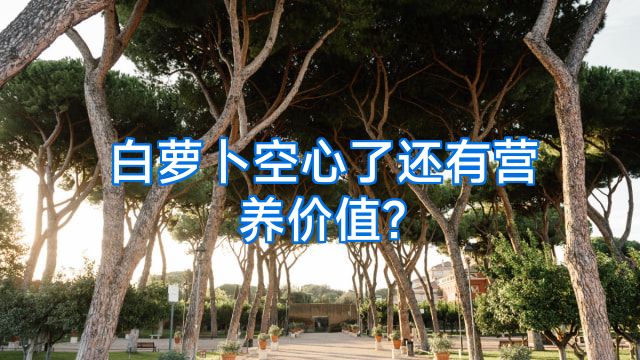 白萝卜空心了还有营养价值?