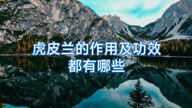 虎皮兰的作用及功效都有哪些