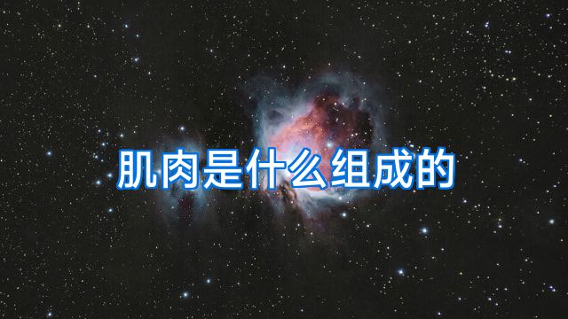 肌肉是什么组成的
