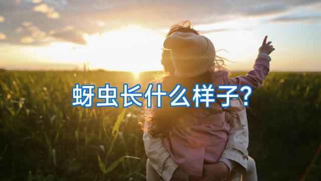 蚜虫长什么样子?
