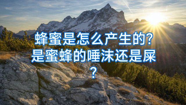 蜂蜜是怎么产生的?是蜜蜂的唾沫还是屎?
