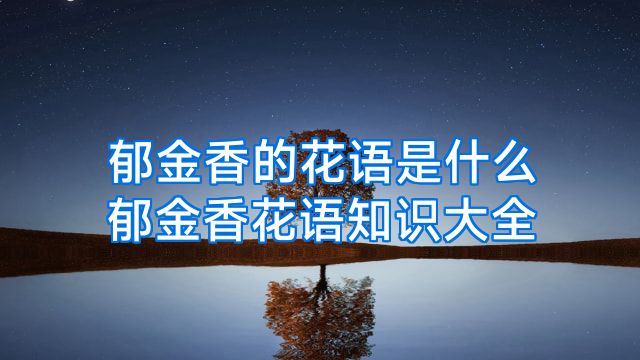 郁金香的花语是什么郁金香花语知识大全