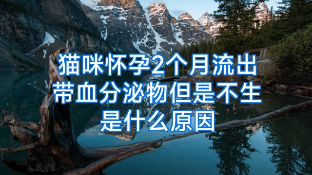 猫咪怀孕2个月流出带血分泌物但是不生是什么原因