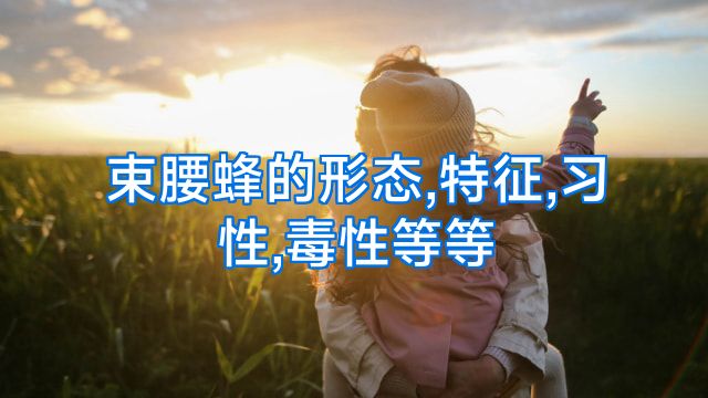 束腰蜂的形态,特征,习性,毒性等等