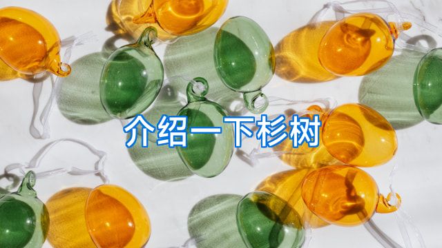 介绍一下杉树