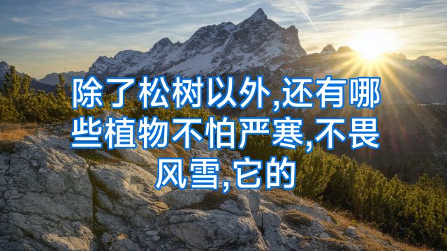 除了松树以外,还有哪些植物不怕严寒,不畏风雪,它的