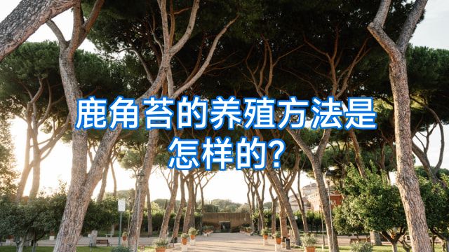 鹿角苔的养殖方法是怎样的?