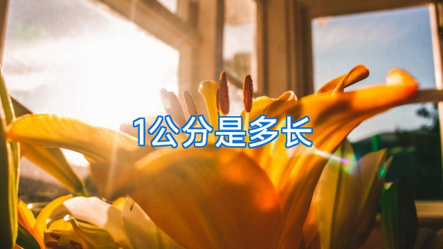 1公分是多长