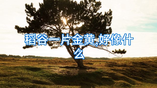 稻谷一片金黄,好像什么
