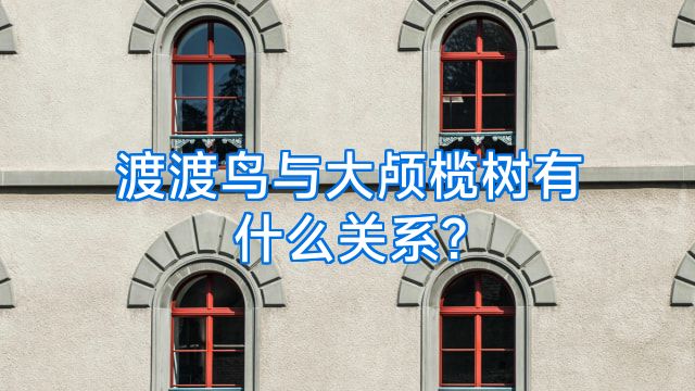 渡渡鸟与大颅榄树有什么关系?