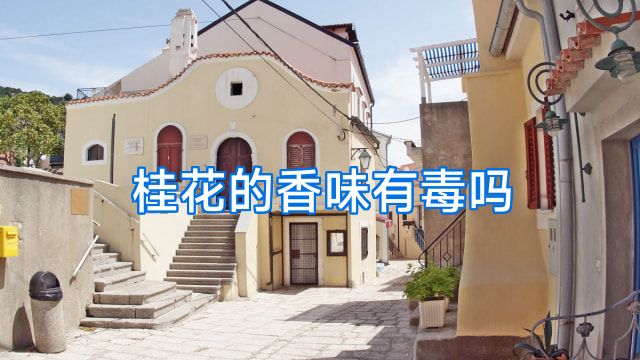 桂花的香味有毒吗