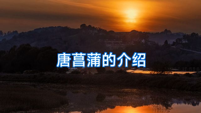 唐菖蒲的介绍