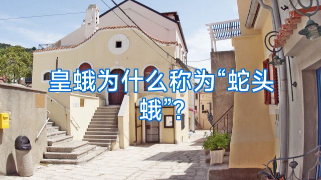 皇蛾为什么称为“蛇头蛾”?
