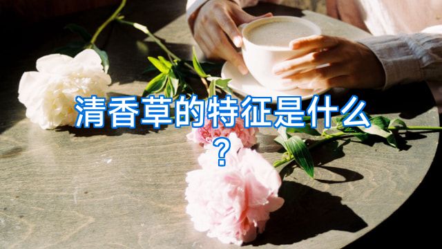清香草的特征是什么?