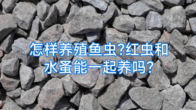 怎样养殖鱼虫?红虫和水蚤能一起养吗?