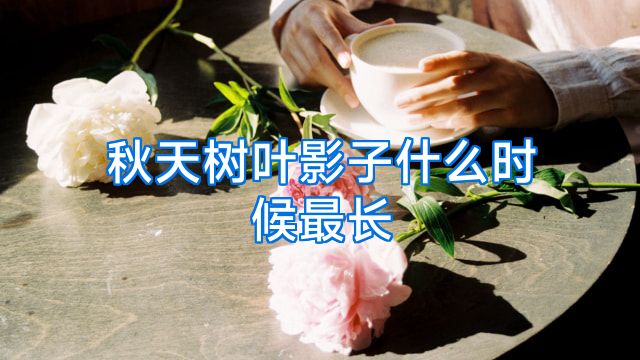 秋天树叶影子什么时候最长