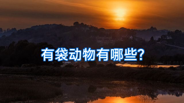 有袋动物有哪些?