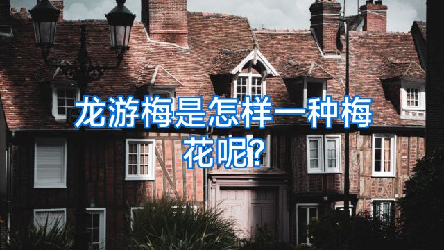 龙游梅是怎样一种梅花呢?