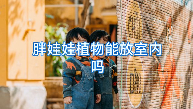 胖娃娃植物能放室内吗