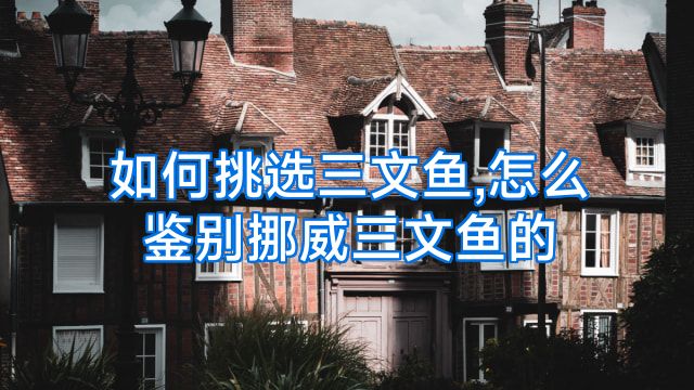 如何挑选三文鱼,怎么鉴别挪威三文鱼的