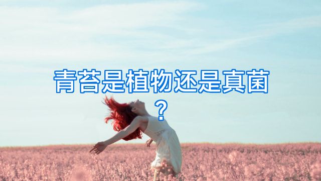青苔是植物还是真菌?