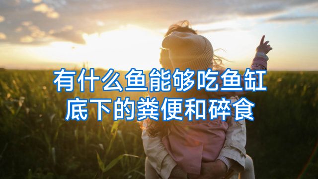 有什么鱼能够吃鱼缸底下的粪便和碎食