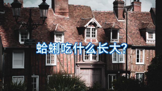 蛤蜊吃什么长大?