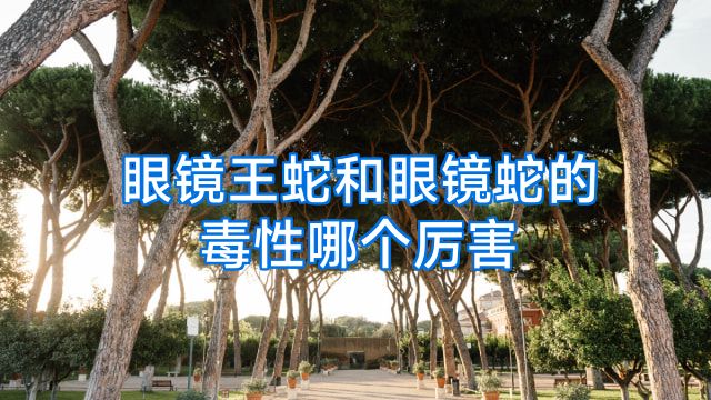 眼镜王蛇和眼镜蛇的毒性哪个厉害
