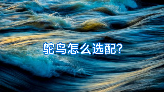 鸵鸟怎么选配?