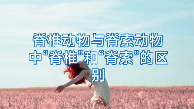 脊椎动物与脊索动物中“脊椎”和“脊索”的区别