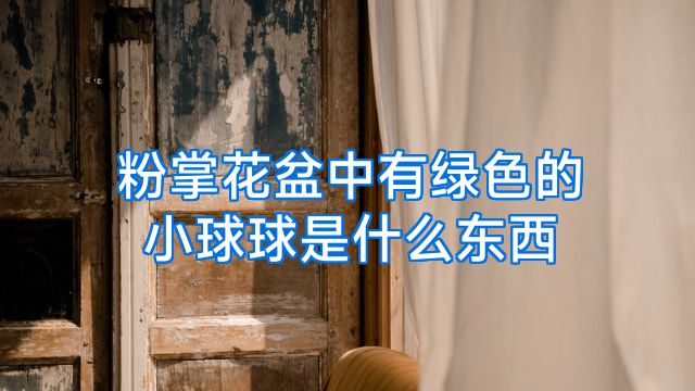 粉掌花盆中有绿色的小球球是什么东西