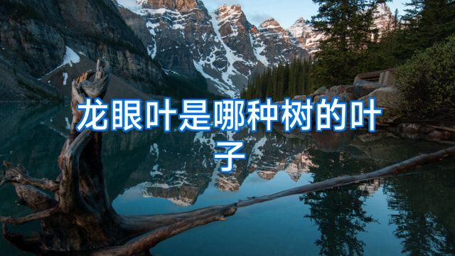 龙眼叶是哪种树的叶子
