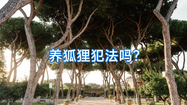 养狐狸犯法吗?