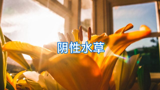 阴性水草