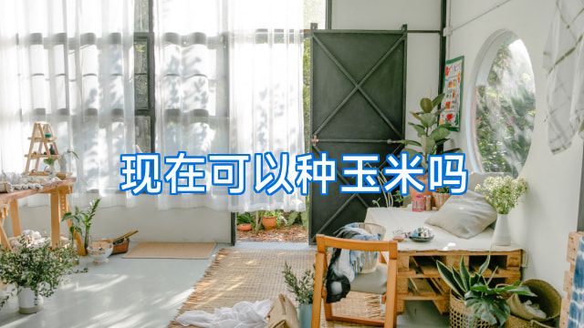 现在可以种玉米吗