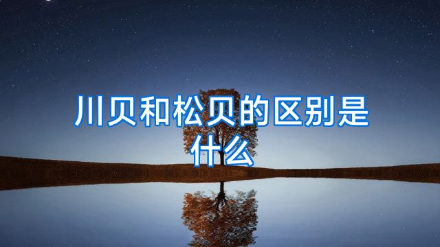 川贝和松贝的区别是什么