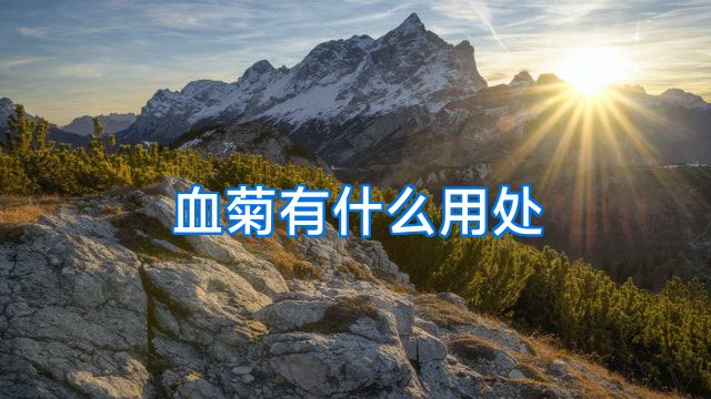 血菊有什么用处