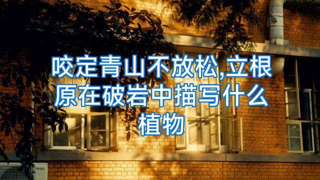 咬定青山不放松,立根原在破岩中描写什么植物