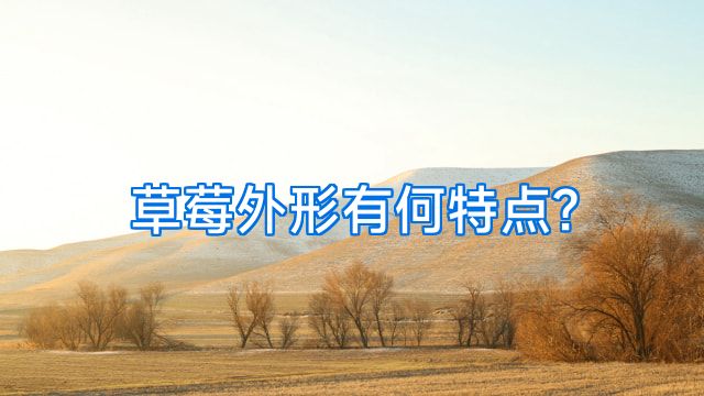草莓外形有何特点?