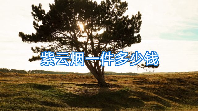 紫云烟一件多少钱