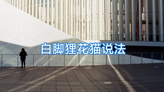白脚狸花猫说法