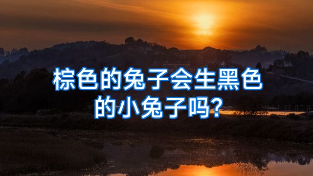 棕色的兔子会生黑色的小兔子吗?