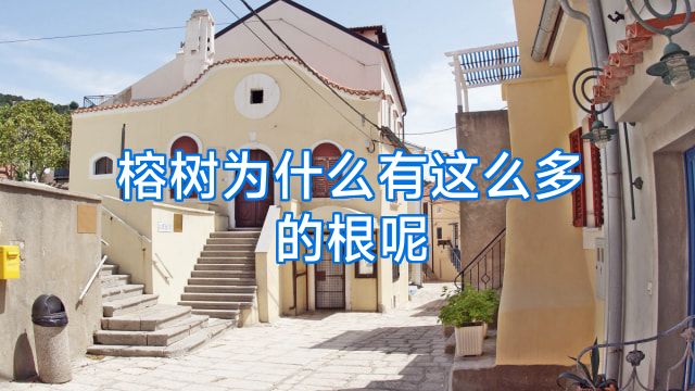 榕树为什么有这么多的根呢