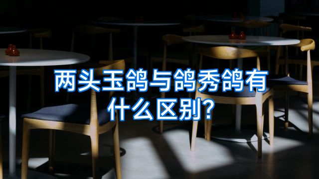 两头玉鸽与鸽秀鸽有什么区别?