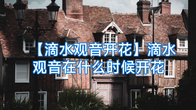 【滴水观音开花】滴水观音在什么时候开花
