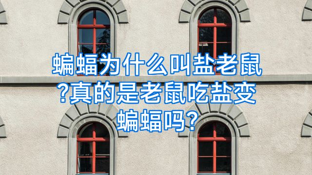 蝙蝠为什么叫盐老鼠?真的是老鼠吃盐变蝙蝠吗?