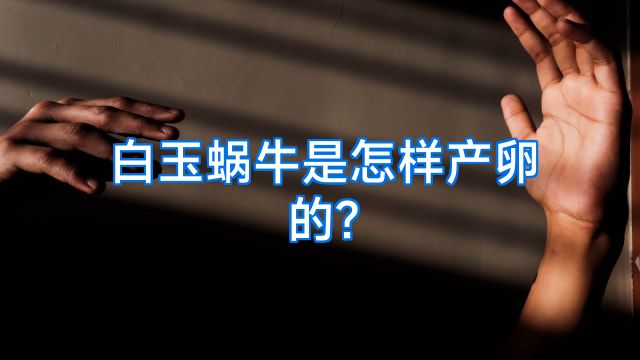 白玉蜗牛是怎样产卵的?