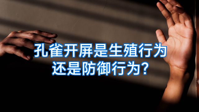 孔雀开屏是生殖行为还是防御行为?