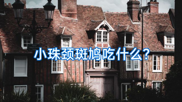 小珠颈斑鸠吃什么?